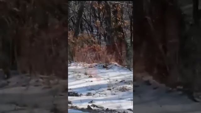 Приморье. Леопарды. смотреть онлайн