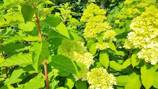 Гортензии по сортам в моем саду на 2 августа 2024г.