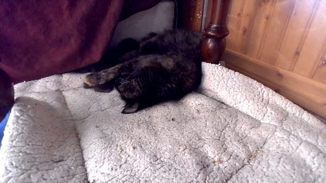 Opal And The French Babies -- Thursday Afternoon Feed