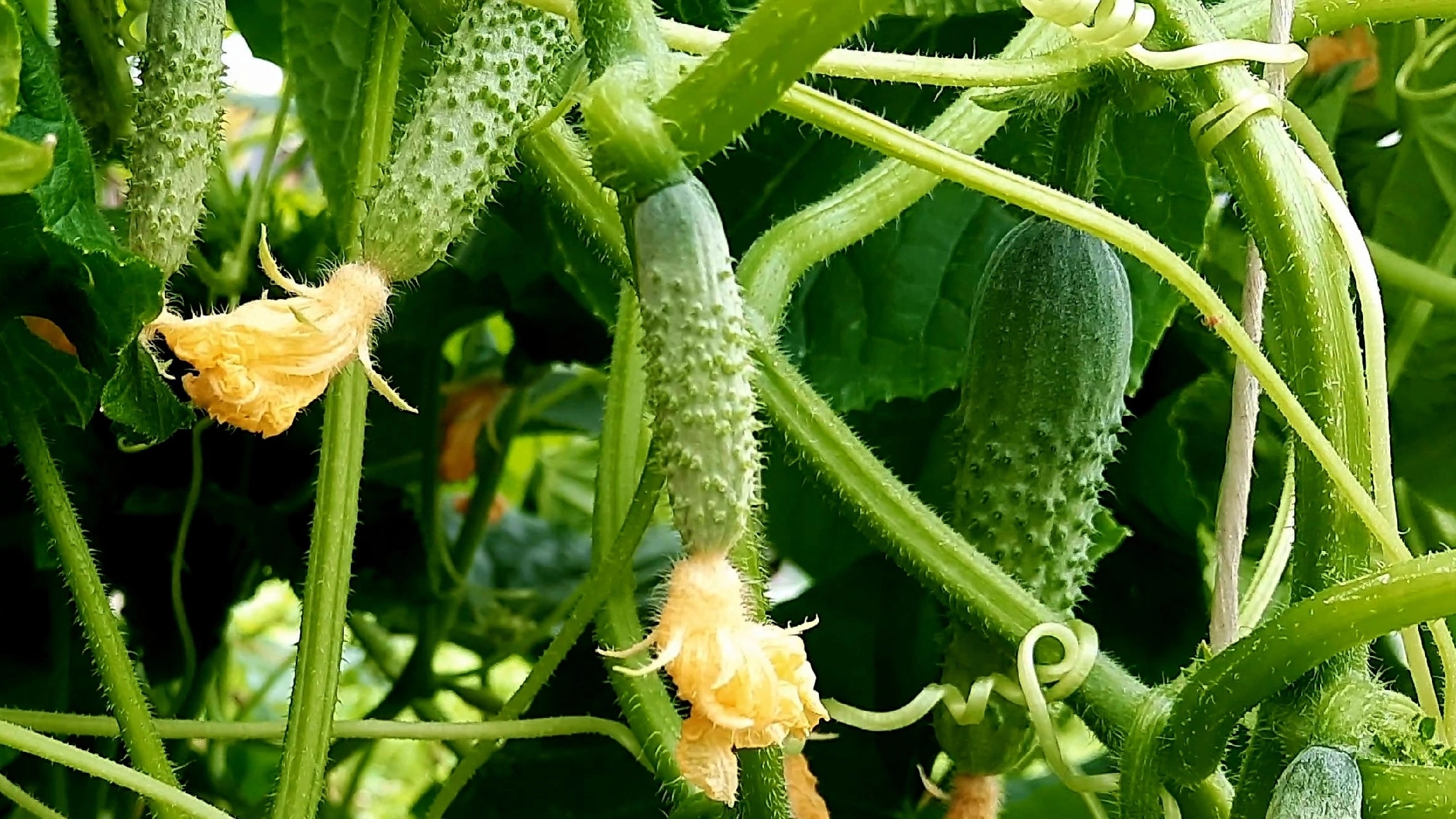 Зная эти СЕКРЕТЫ РАССАДА ОГУРЦОВ всегда вырастет КРЕПКОЙ и ЗДОРОВОЙ!! смотреть онлайн