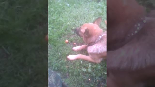 ест морковь смотреть онлайн