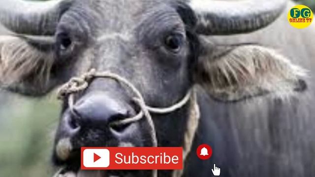 सपनामा भैसि देखे | sapana ma bhaisi dekhe | सपनामा भैसि | sapanama bhaisi | सपनाको फल | sapanako fa смотреть онлайн