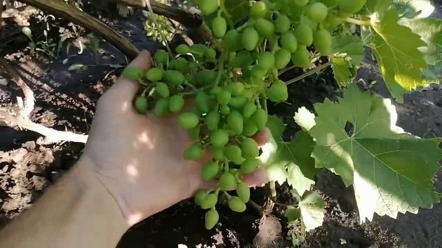 Перші десять кущів винограду,як запилився і якого розміру ягода все це у відео огляді.Частина-1. смотреть онлайн