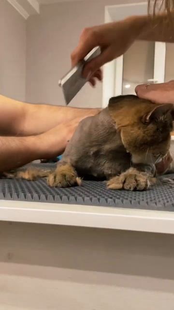 Стрижка кота. Подстригли кота. Постригли кошку.