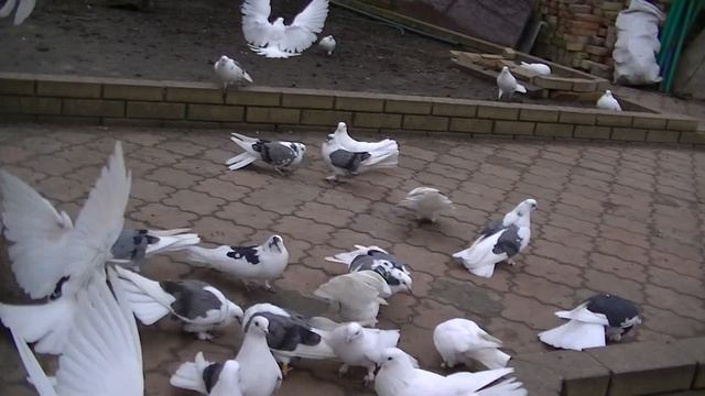 Вячеслав Невский Мои светлые голуби смотреть онлайн