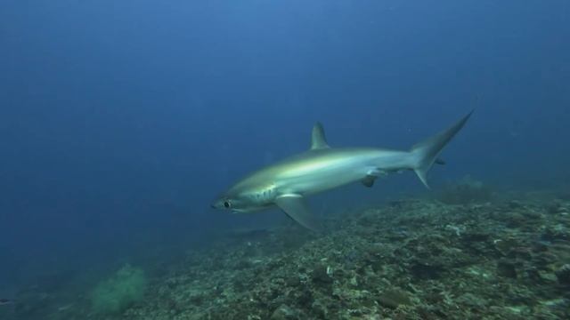 Thresher Sharks смотреть онлайн