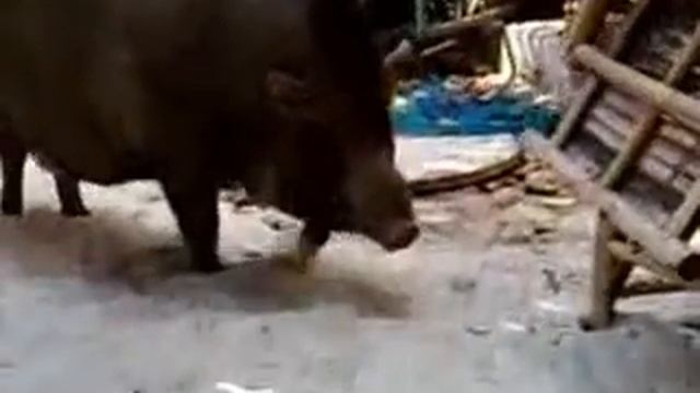 НЮФ НЮФ.flv смотреть онлайн