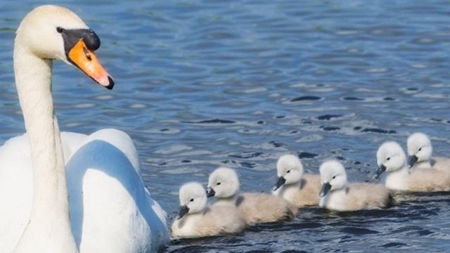 Голоса птиц. Малый Лебедь или Тундровый Лебедь (Cygnus bewickii) смотреть онлайн