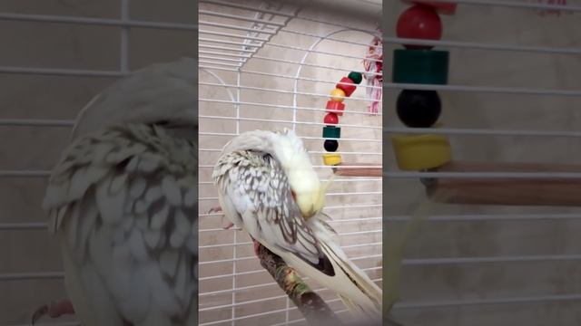 Kora will sauber sein смотреть онлайн