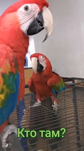 Попугай ара ругается! 🦜😂 смотреть онлайн