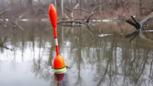 ЗАКОРМИЛ И ..... ОНА ПОТАЩИЛА ПОПЛАВОК ПРЯМО В КОРЯЖНИК! РЫБАЛКА НА ПОПЛАВОК.