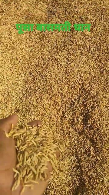 Pusa Basmati Rice,Pusa Dhan,dhan Ki Kheti #farming#shorts