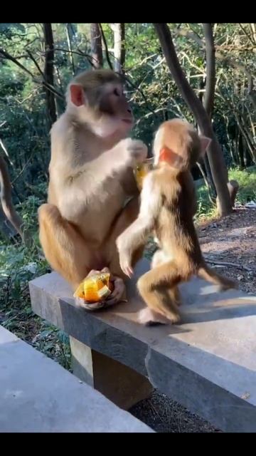 This Monkey's 🐵🙇♂️ Caring Towards Her Baby? 🤐💖💯Baby is hungry too 🙄 смотреть онлайн