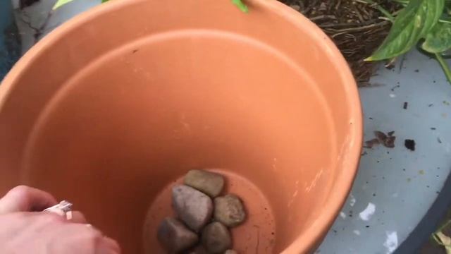 Repotting Monstera Adansonii смотреть онлайн