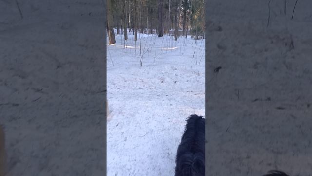 Тибетский терьер 22 марта 25-го смотреть онлайн