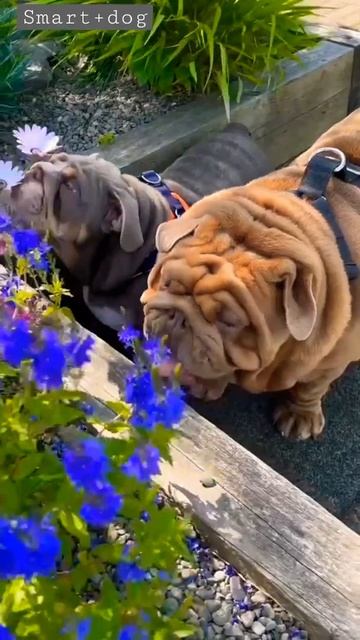 doggy styles for 🌠 fasion youtube video #shorts смотреть онлайн