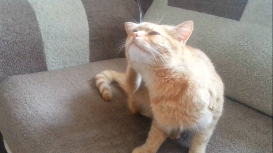 Пробуждение кота. Часть 2 смотреть онлайн