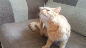 Пробуждение кота. Часть 2