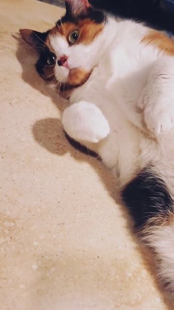 Adorable Cat | Cutest Cat Breeds In the World | Calico Cat | Behave Cat #shorts смотреть онлайн