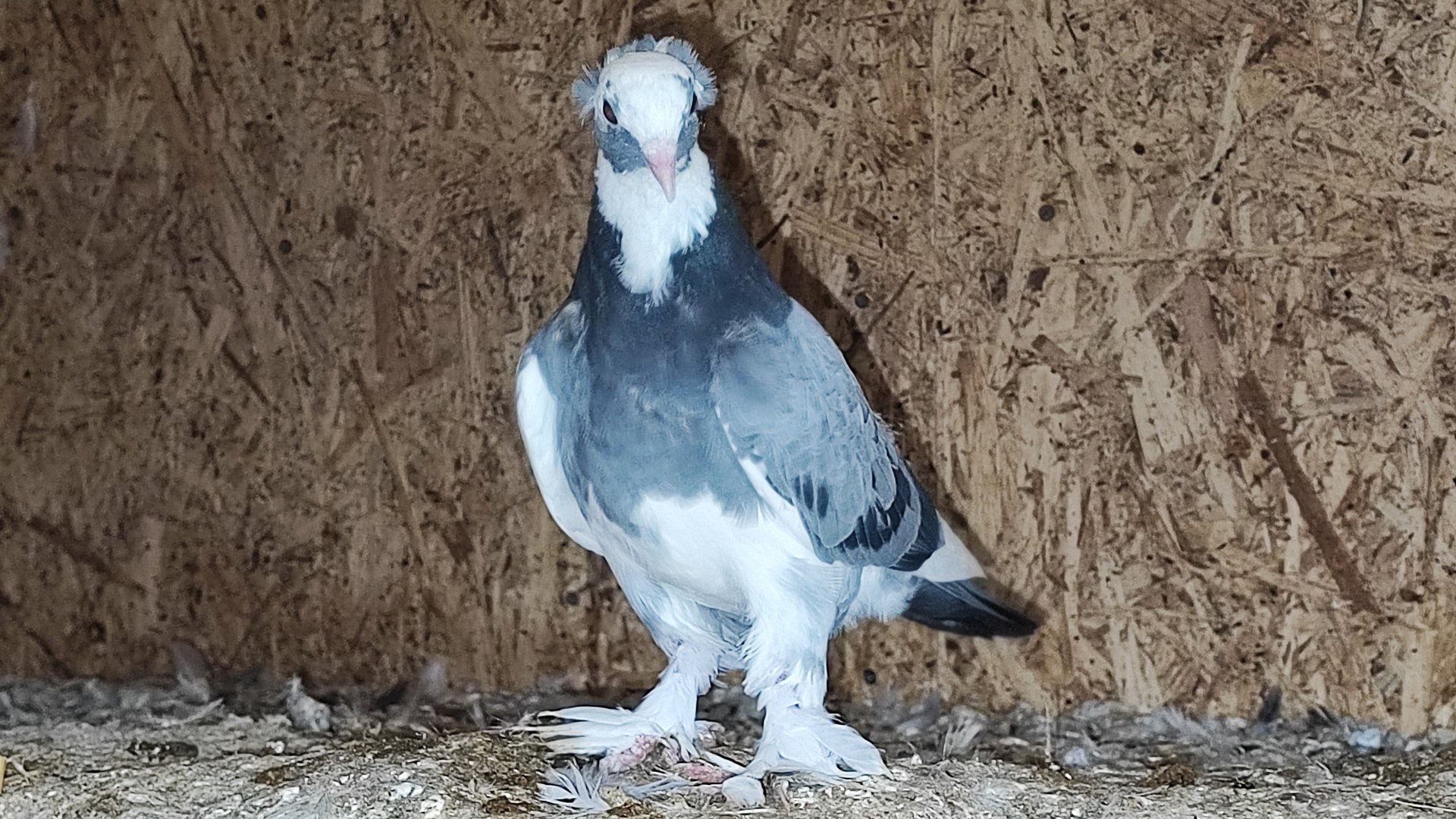 Агасиевские голуби 21.03.25.