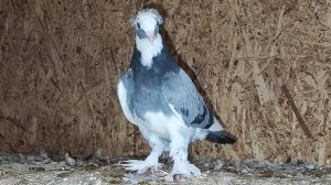 Агасиевские голуби 21.03.25.