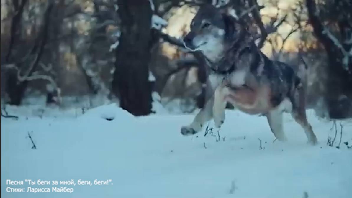 Песня "Ты беги за мной, беги, беги!" Стихи:Ларисса Майбер/Larissa Maiber/. Музыка, вокал:ИИ.