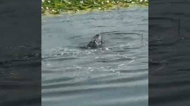 Крокодил съел змею смотреть онлайн