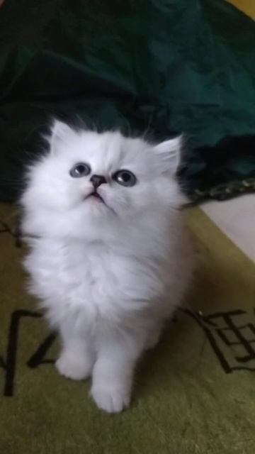 silver chinchilla long серебристая шиншилла YouTube смотреть онлайн