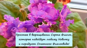 Простые в выращивании Сорта Фиалок, которые подойдут любому Новичку и порадуют Опытного Фиалковода!