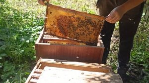 Осмотр пойманных бродячих роёв в ловушки.