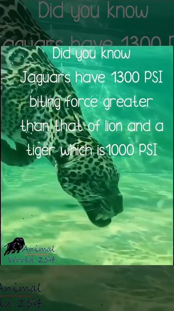 This is why I would never mess with a jaguar. смотреть онлайн
