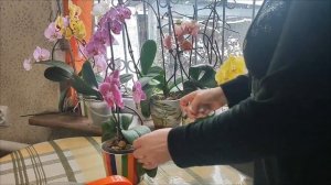 подарили орхидею! как ухаживать! фаленопсис - уход после покупки!