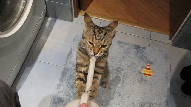 Кот пьет из лейки.AVI смотреть онлайн