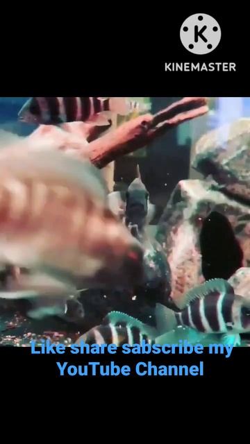 Frontosa cichlid fish #shorts #short #viral #shortvideo смотреть онлайн