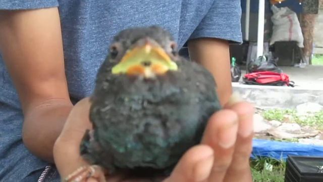Tengkek buto/dollarbird (Eurystomus orientalis) AK-Garut-West Java-Indonesia смотреть онлайн