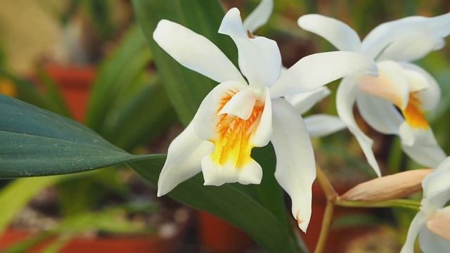 Coelogyne 'Unchained Melody' - Orchideen Update