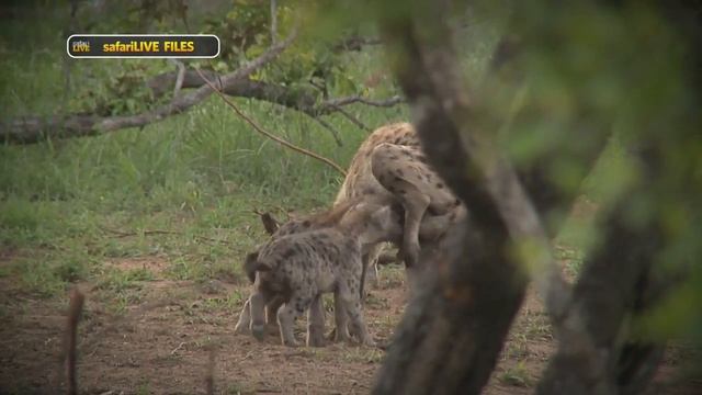 Learn a little more how the hyena hierarchy works смотреть онлайн