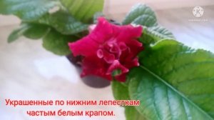 Стрептокарпус DS-Шейк