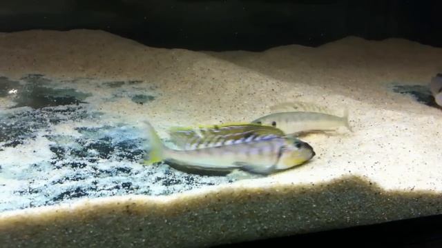 Enantiopus Melanogenys Namansi Breeding Group Part 2 - PISCES