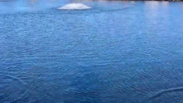 -5480216910267864463