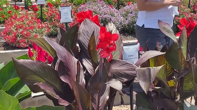 Canna Cannova Bronze Peach Wows The Crowd At Young's Plant Farm