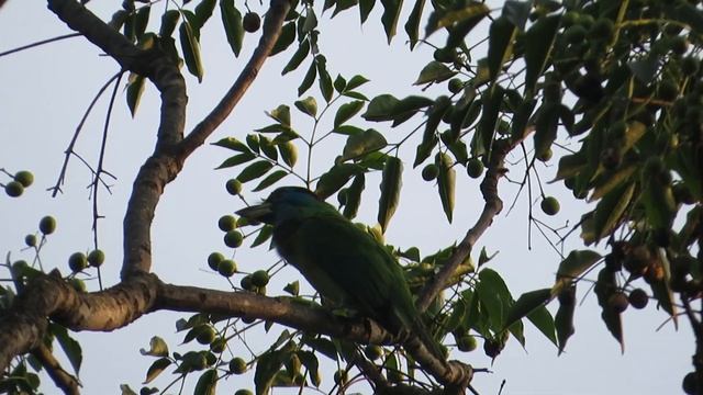 Blue throated barbet (Psilopogon asiaticus) . смотреть онлайн