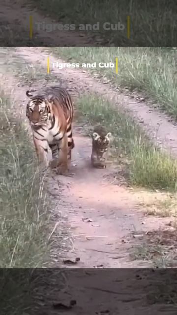 Tigress and Cub #wildlife #tiger #tigerlovers смотреть онлайн