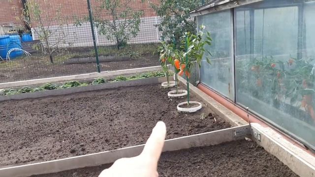 ОГОРОД. Огурцы, второй урожай в сентябре! смотреть онлайн