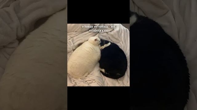 Коты, приколы. Виктор Цой. смотреть онлайн