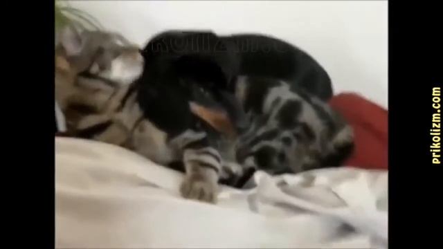 Коты и собаки враги или друзья приколы смотреть онлайн
