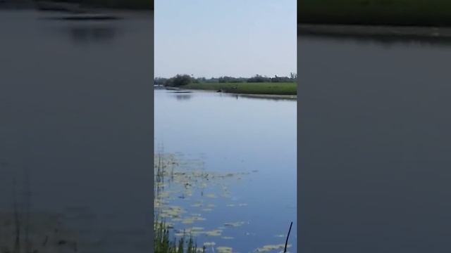 Лоси в Томске смотреть онлайн
