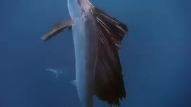 flying fish смотреть онлайн