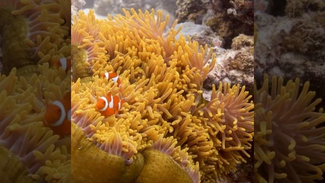 Select your underwater gear setup смотреть онлайн