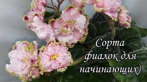 Красивые сорта фиалок для начинающих)